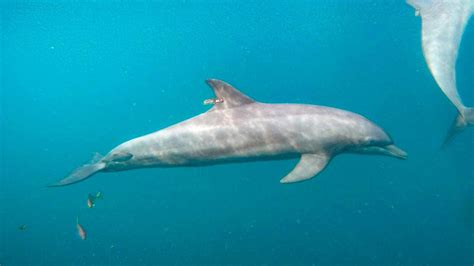 Bottlenose Dolphins Swimming