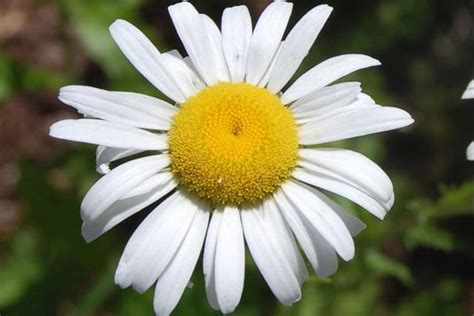 White Daisy Flower With Big Yellow Center Pictures Hi Res 720p Hd