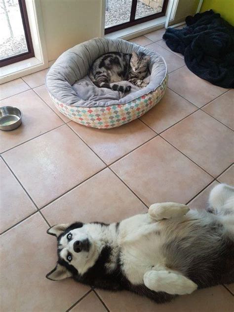 24 Cats Stealing All The Dog Beds Cutesypooh Dog Bed Dogs Cat Shaming