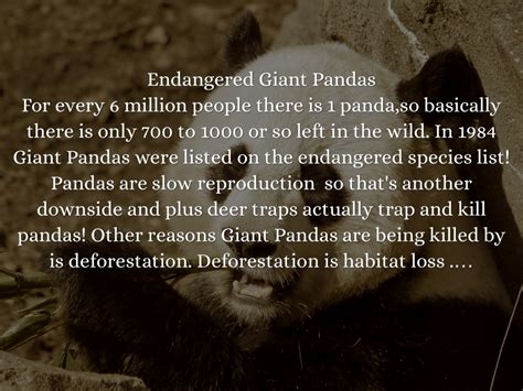 Runslepp How Did Pandas Become Endangered