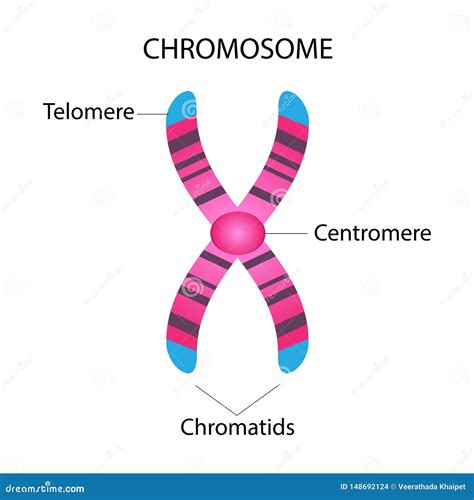 Structure Of Chromosome Stock Vector Illustration Of Genome 148692124