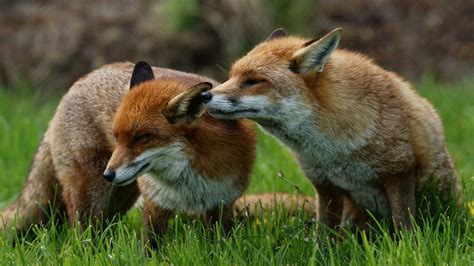 3840x2160 Resolution Two Red Foxes Chicken Hd Wallpaper Wallpaper