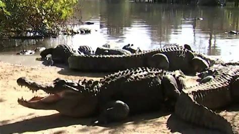 Which Lake In Florida Has The Most Alligators