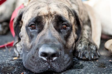 English Mastiffs Stock Photos Pictures And Royalty Free Images Istock