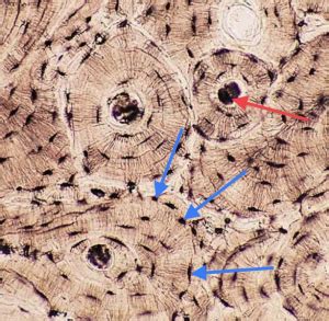 Compact bone cross section courtesy: Muscular and Skeletal Systems - Histology