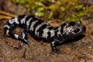 11 Types Of Pet Salamanders Pictures Facts The Critter Hideout