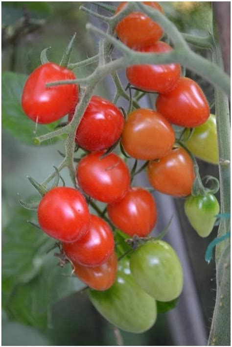 Premier Seeds Direct Tomato Cherry Sugar Plum F1 40 Finest Seeds