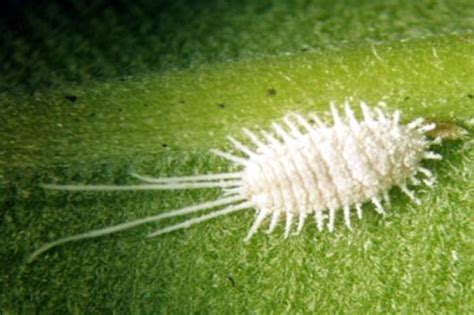 Qué son las plagas de las plantas, por qué existen, cuáles son las más comunes y cómo se pueden tratar de evitar, es lo siempre que el ser humano cultiva plantas para obtener algún beneficio de ellas, se encuentra con que pierde parte del. Como reconocer las plagas que atacan a tus plantas de interior