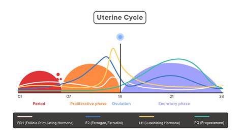 the menstrual cycle phases of your cycle
