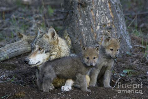 Gray Wolf And Cubs Photograph By Jean Louis Klein And Marie Luce Hubert Pixels