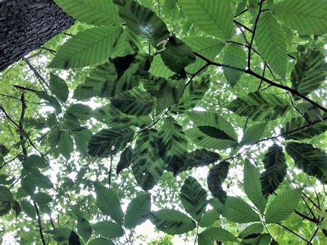 Beech Leaf Disease Tree Disease Update And Symptoms Tree Topics
