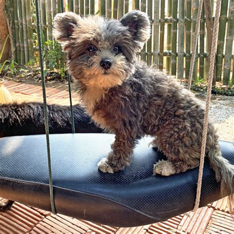 Pomapoo Designer Breed Info Simply Southern Pups