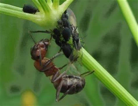 Ameisen sind faszinierende tiere, die erstaunlich gut organisiert sind und schier unglaubliche leistungen vollbringen können. Ameisenbekämpfung im Haus und Garten