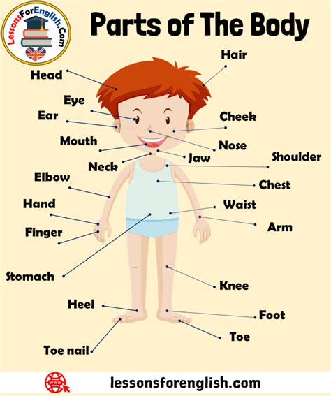 Human Body Parts Names Organs In The Body Expressions And Examples