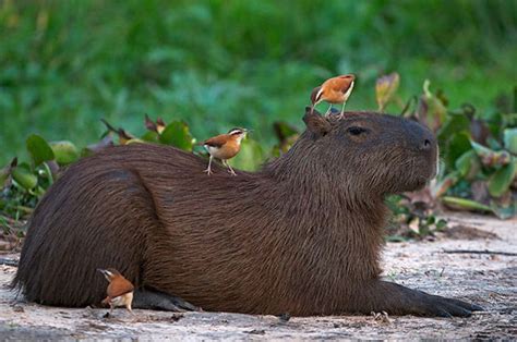 18 Photos Prove Capybara Can Befriend Every Other Species