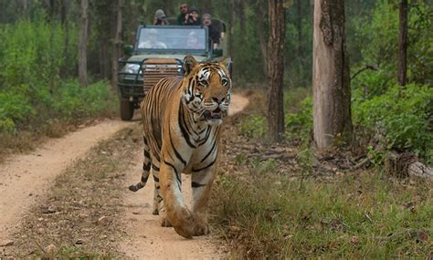 Top 5 National Parks For Tiger Safari In India 2021 Article Ritz