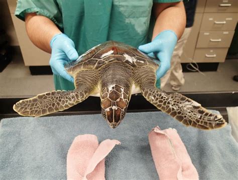 Maryland Zoo Veterinary Technician Aides Sea Turtle Rescues The