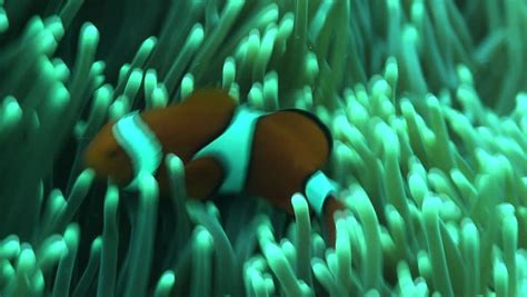 Small Colorful Clown Fish Dancing Around There Anemone Home On The