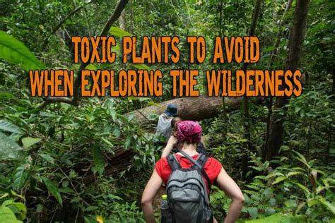 Noxious And Toxic Plants To Avoid When Exploring The Wilderness Part
