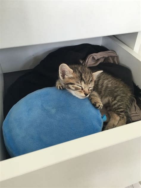 91 Cute Cats To Make Your Heart Melt Cutest Kittens Ever Sleeping