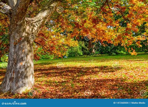 Shades Of Autumn Tree And Leaves Stock Photo Image Of Colourful