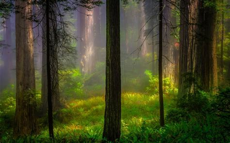 Nature Trees Forest Wood Plants Branch Leaves Mist Sunlight