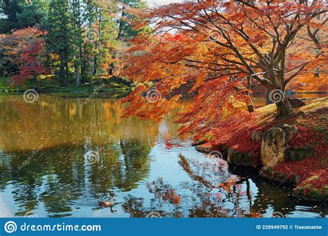 Autumn Scenery Of Fiery Maple Trees By A Lake In Beautiful Sento