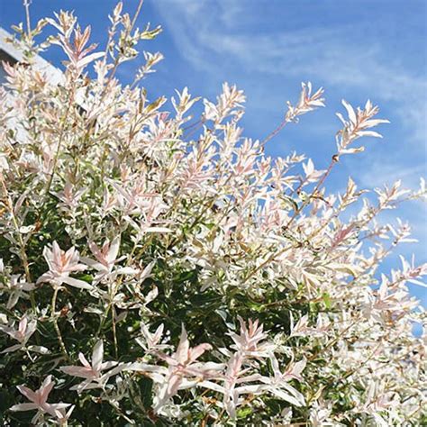 If planting in the ground, start by removing weeds and grass within a. Salix integra Hakuro Nishiki Flamingo Willow,Plant in 9cm Pot