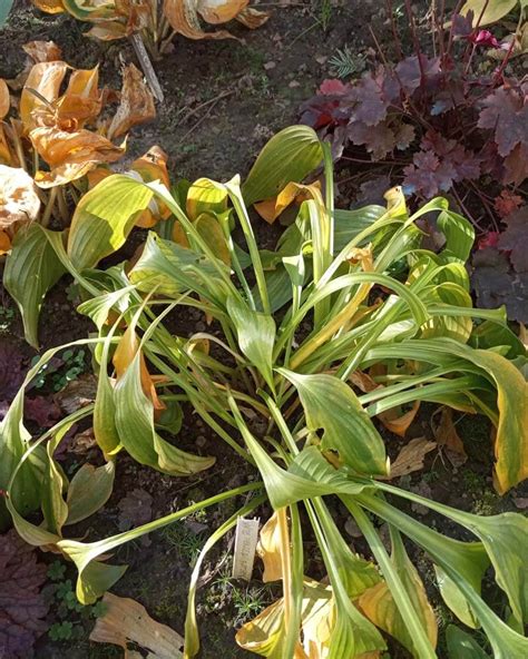 6 Causes Of Hosta Leaves Wilting And How To Revive It World Of