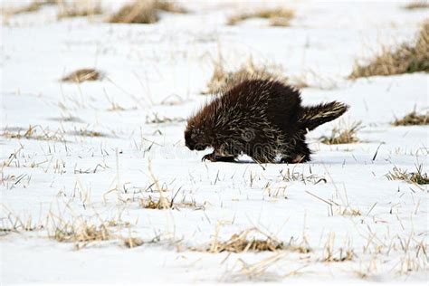 Porcupine In Winter Stock Photo Image Of Prairies Resting 20116240