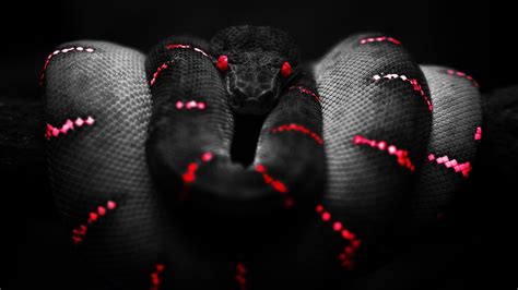 This time you can play one of the most addictive games on your ios or android device. snake red black boa constrictor Wallpapers HD / Desktop ...