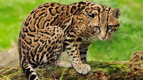 All About Ocelots Wild Cats Animals Beautiful Small Wild Cats