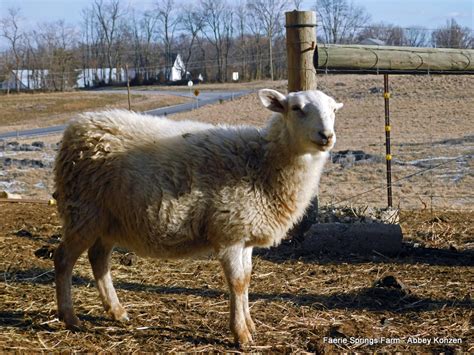 Hair Sheep Breeds The Right Choice For You Countryside