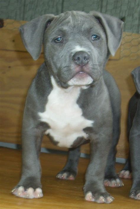 Mr pitbull kennels recognized leader in razors edge blue nose pitbulls. Blue Pitbull Puppies for Sale | Puppies For Sale | Blue ...