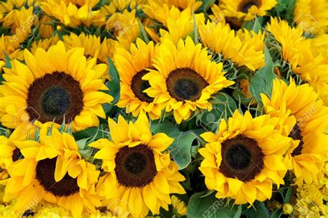 Free Download Sunflowers Background Stock Photo Picture And Royalty