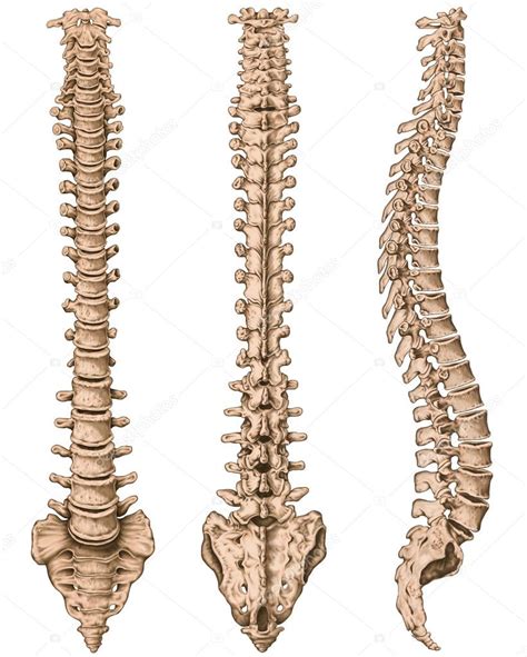 Anatomy Of Human Bony System Human Skeletal System The Skeleton