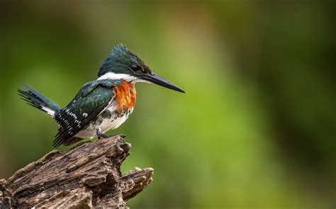 Green Kingfisher Michael Despines Photography