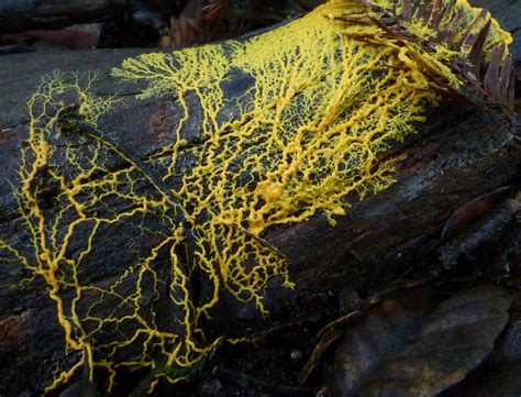 Slime Molds Are Capable Of Passing On Learned Behaviors To New Cell