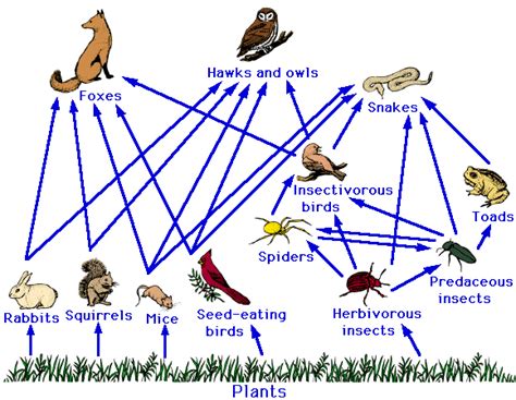 Please read on autotrophic mode of nutrition here. A3.4.5 Terrestrial Food Web