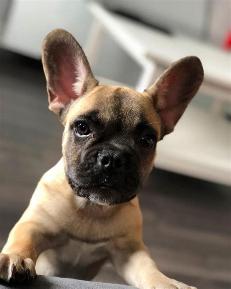 14 Cute Photos Of French Bulldogs To Make You Smile Petpress