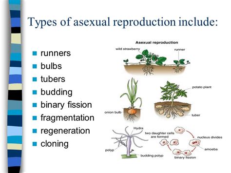 Types Of Asexual Reproduction Binary Fission Budding Regeneration Sporogony Parthenogenesis