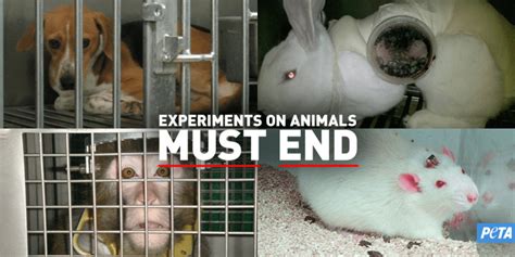 What Is Animal Testing Facts And Humane Alternatives Peta