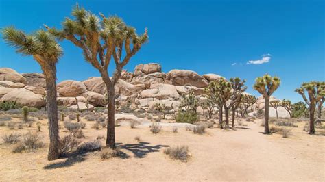 Joshua Tree National Forest Landscape Of Park That