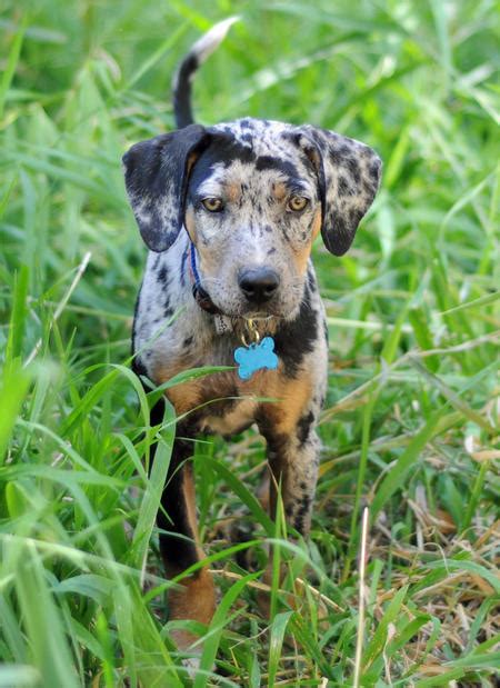 Sookie The Catahoula Leopard Dog Pictures 664722