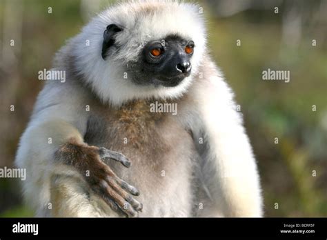 Diademed Sifaka Lemur Madagascar Stock Photo Alamy