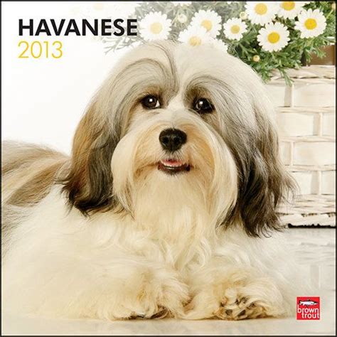 Havanese Wall Calendar The Havanese Is The National Dog Of Cuba And