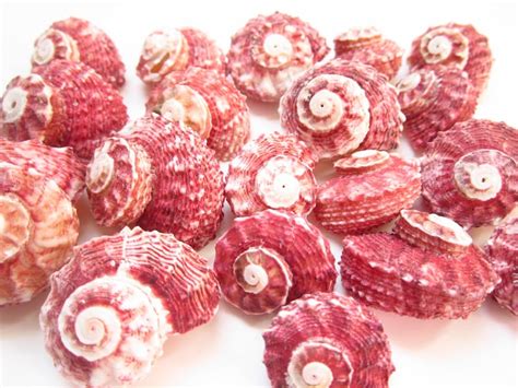 Red Delphinula Shells Sea Shells For Crafting Beach Wedding Etsy
