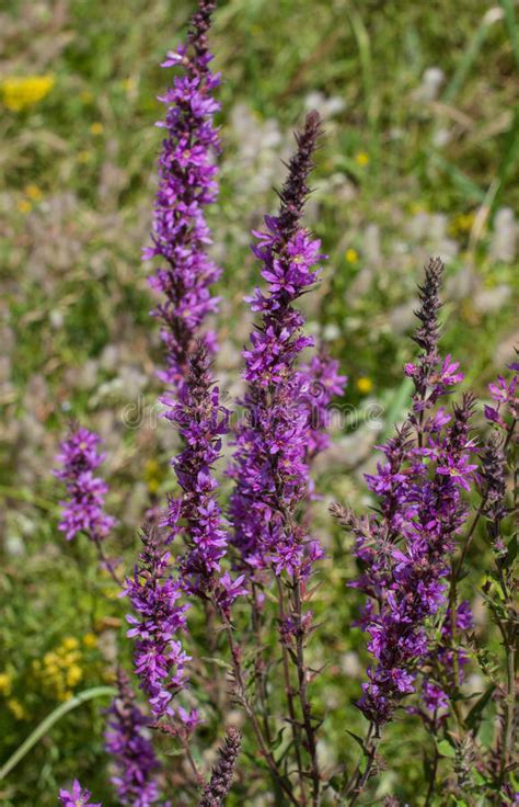 Beautiful Purple Wild Flowers Stock Photo Image Of Field Purple