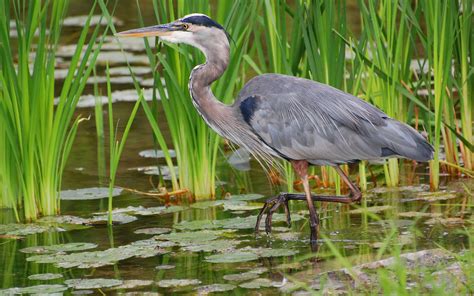 Heron Pictures On Animal Picture Society