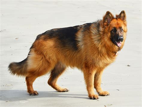 Long Haired German Shepherd Puppies Everything You Should Know